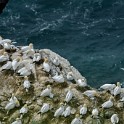 Shetland 303 copia